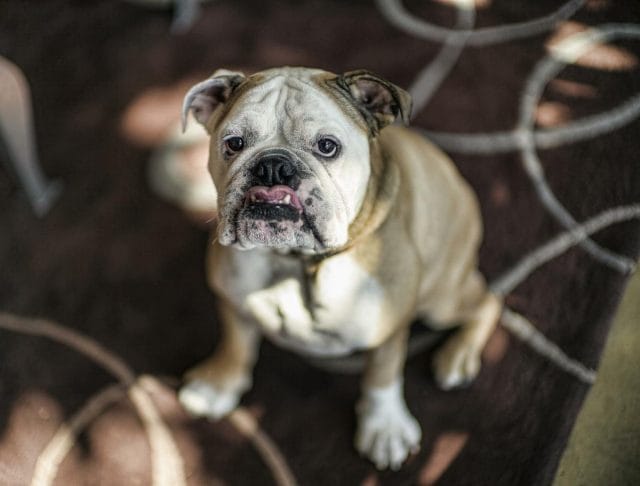 a dog running through a fence