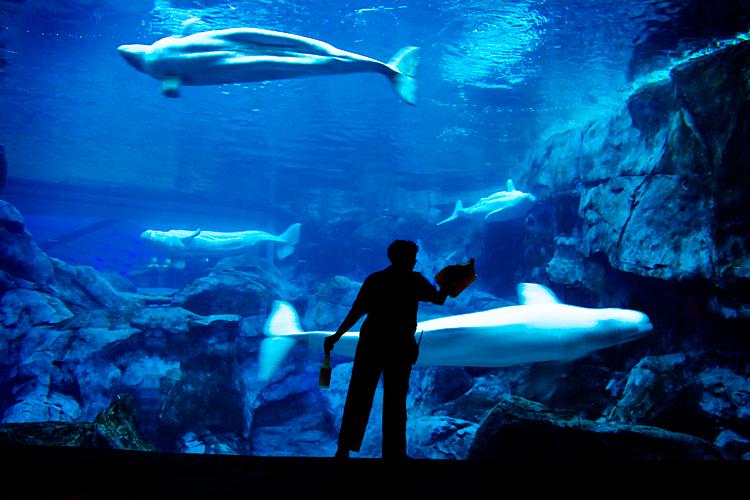 a man looking at fish in a tank