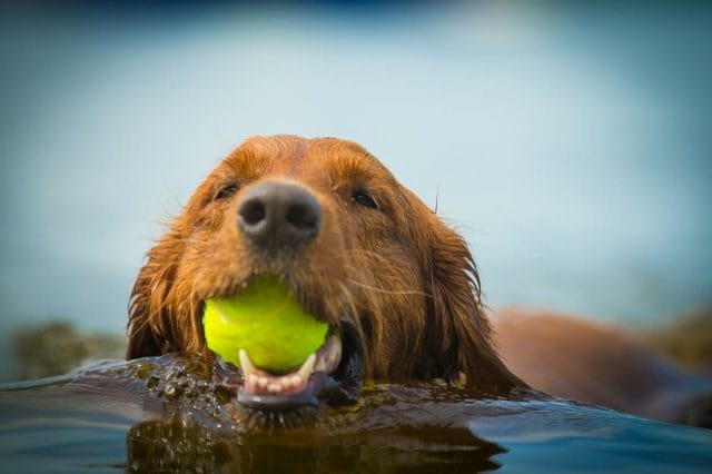 a beaver swimming in water