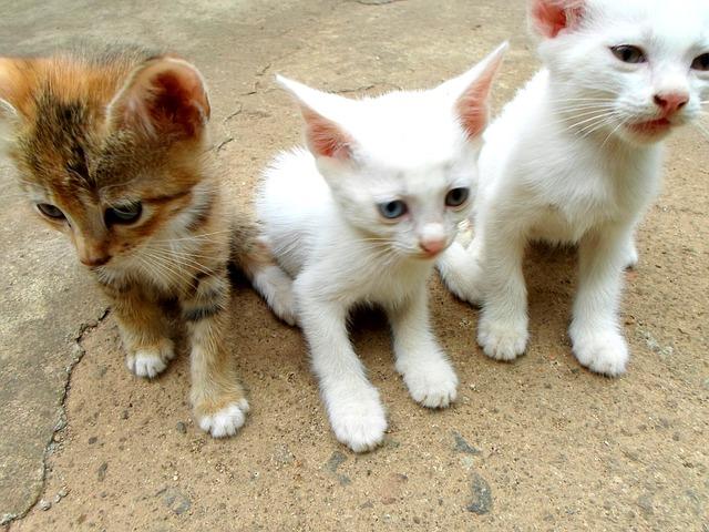 a group of kittens