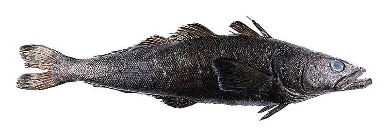 The Invention of the Chilean Sea Bass - Priceonomics