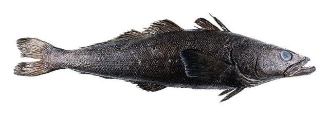 a black fish with a long tail