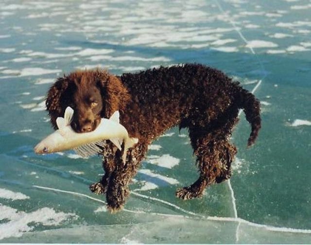 a dog carrying a fish in the water