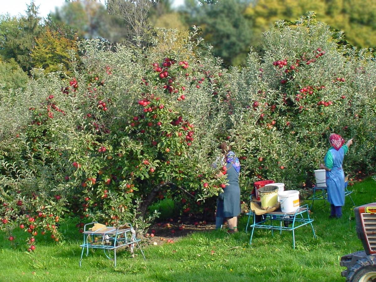 a couple of women in a garden