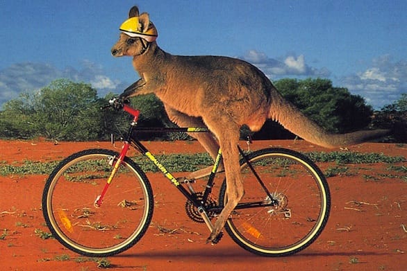 a camel riding a bicycle