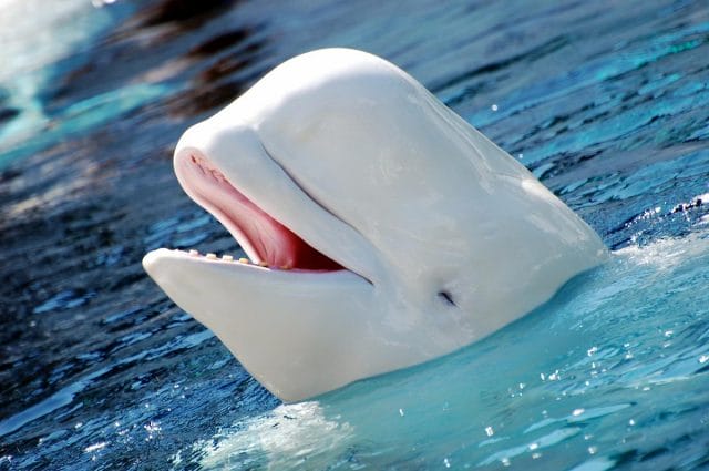 a dolphin with its mouth open