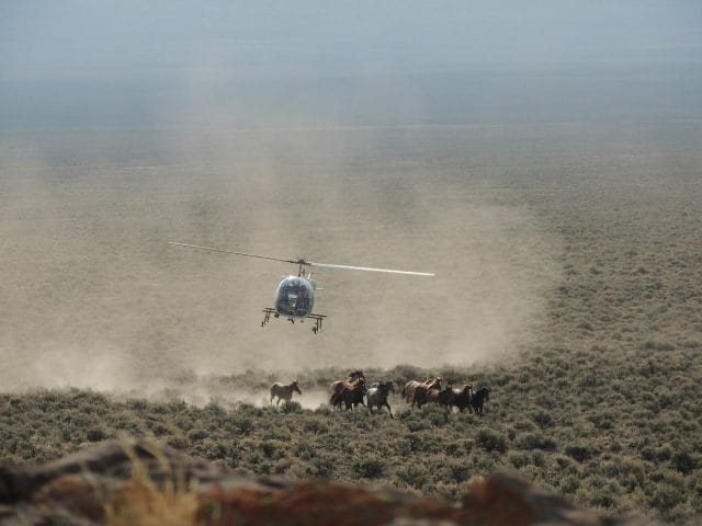 a helicopter flying over a herd of cattle