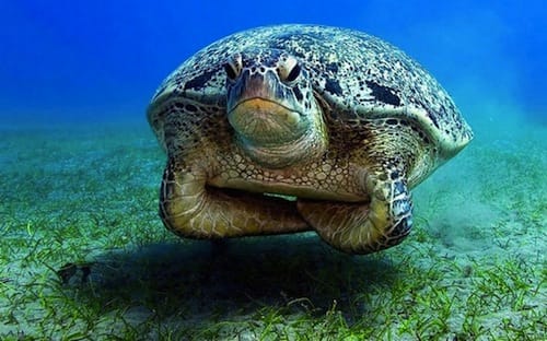 a turtle swimming underwater