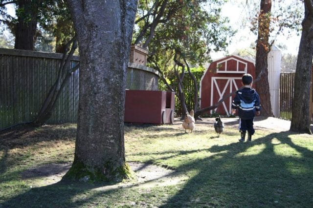 a boy walking with chickens