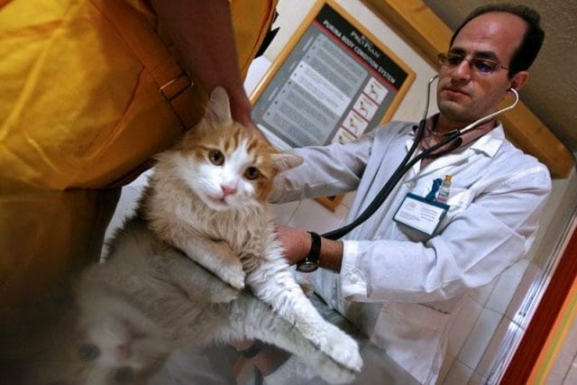 a doctor holding a cat