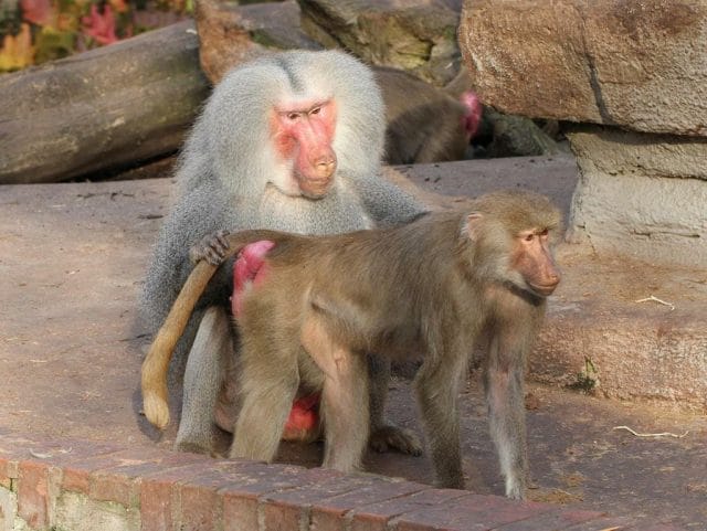 a monkey with a baby monkey