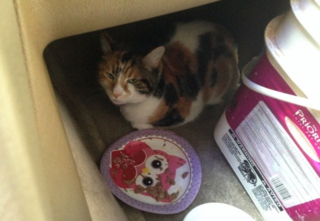 a cat sitting on a table