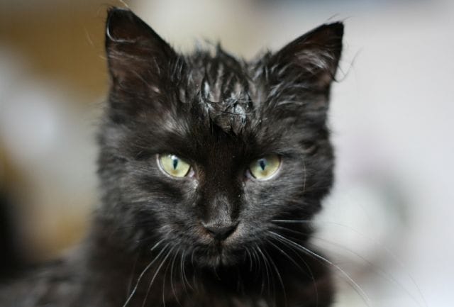 a black cat with green eyes