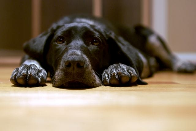 a dog lying on the floor