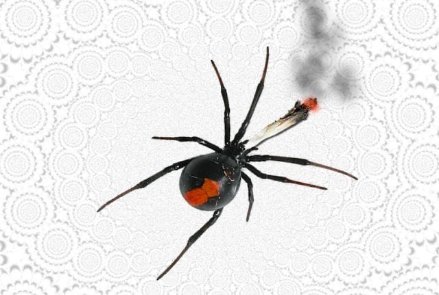 a black and orange spider