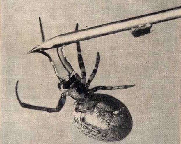 a black spider on a white surface