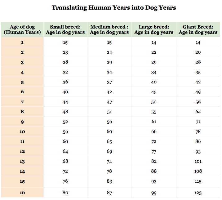 4 in dog years large breed