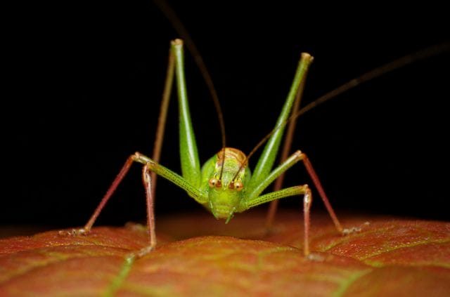 a green insect on a leaf