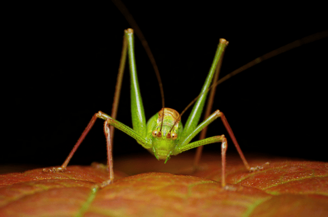 a green insect on a leaf