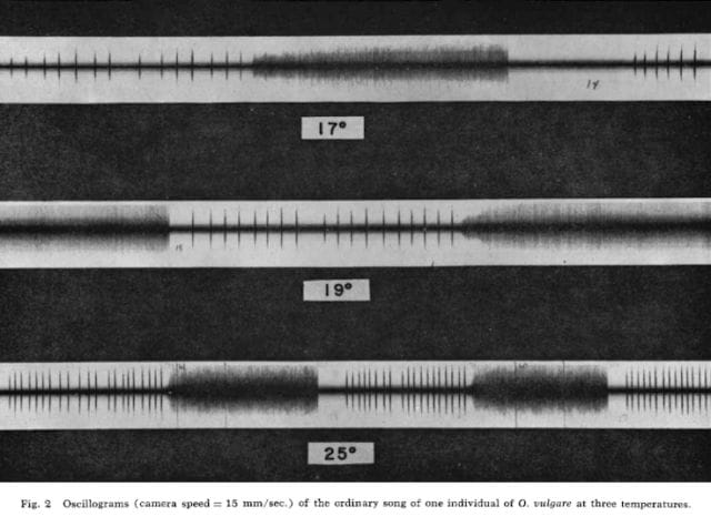 a black and white photo of a black and white line