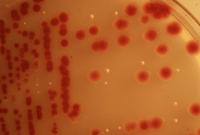 a white plate with red dots