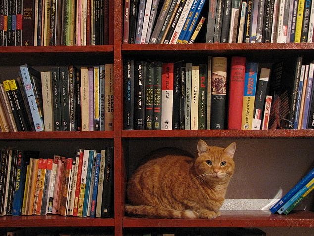 a cat sitting on a shelf