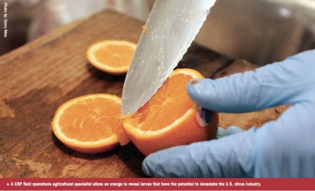 a person cutting an orange