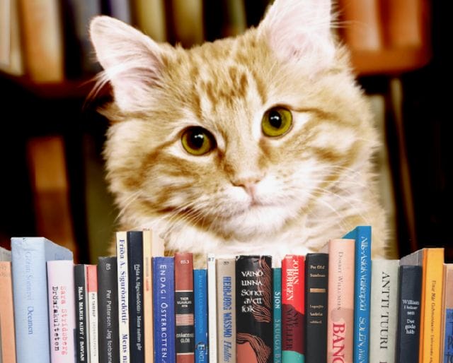 a cat sitting on a book shelf