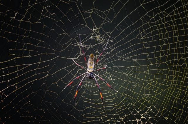 a spider in a web