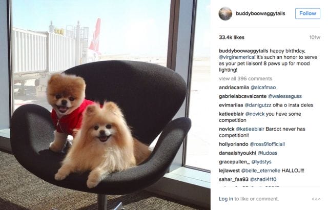 a dog sitting in a chair