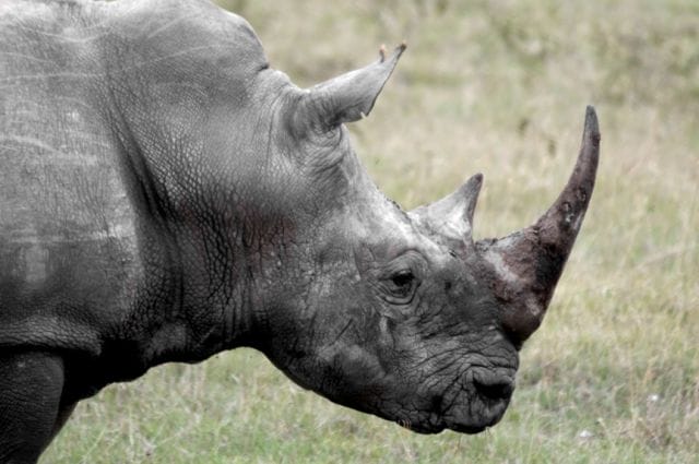 a rhinoceros in a field