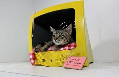 a cat in a basket
