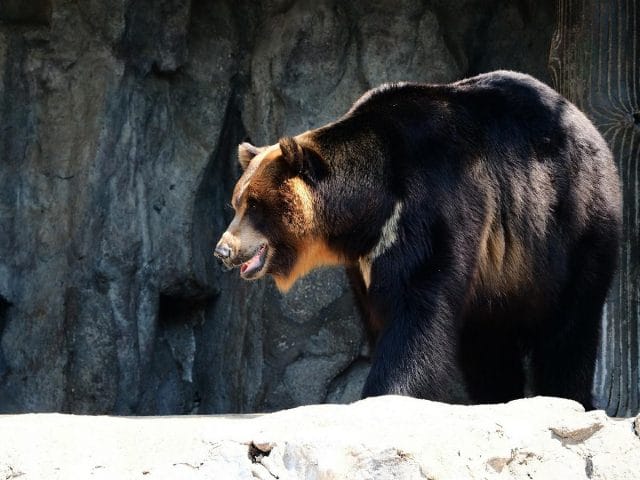 a bear in a zoo exhibit