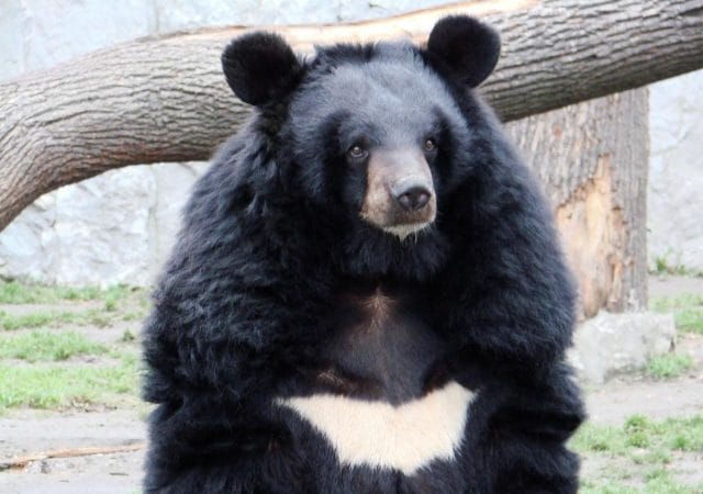 a black bear in a zoo exhibit