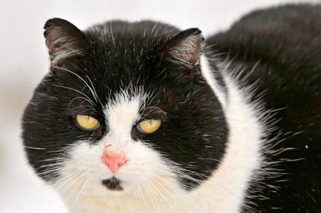 a black and white cat