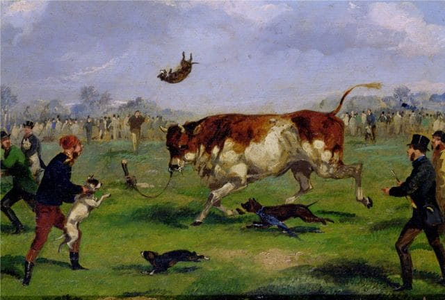 a group of people running from a cow
