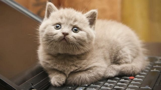 a cat sitting on a keyboard