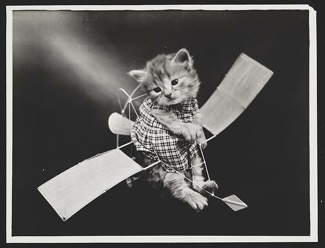 a cat sitting on a chair holding a paper airplane