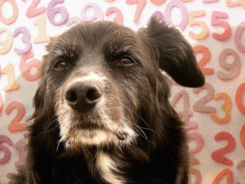 what is the oldest dog ever to live