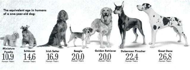 The Truth About Dog Age in Human Years: Understanding Canine Ageing and Care