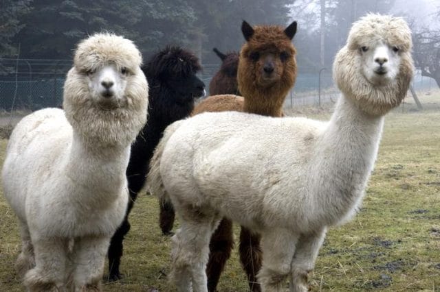 a group of llamas in a snowy field