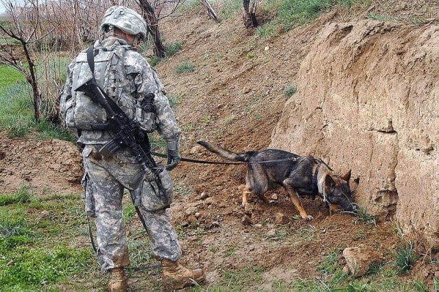 a soldier with a dog