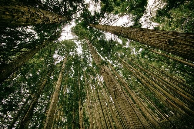 a group of trees