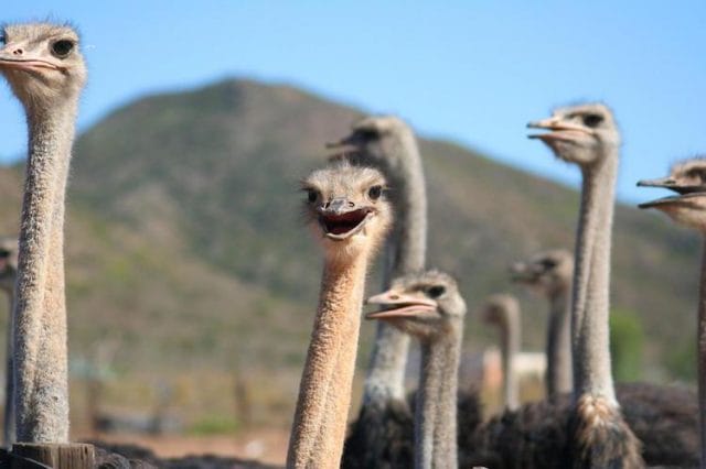 a group of ostriches