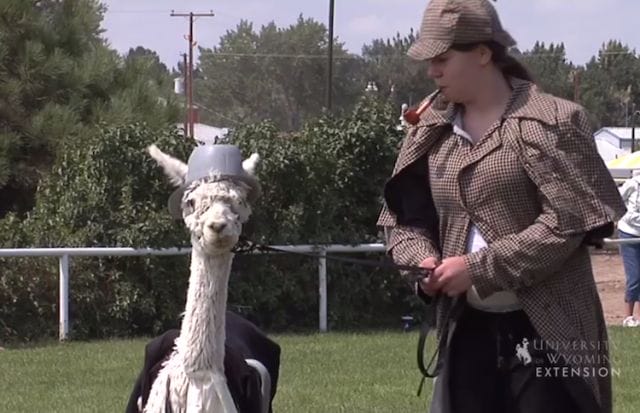 a person feeding a llama