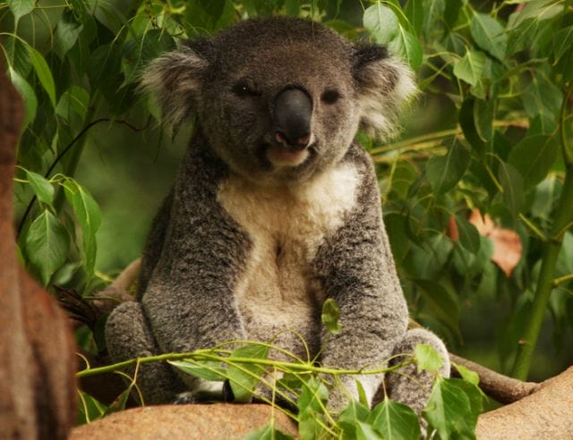 a koala bear in a tree