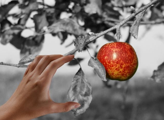 a hand holding a red apple