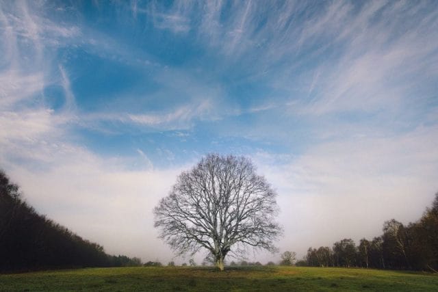 a tree in a field