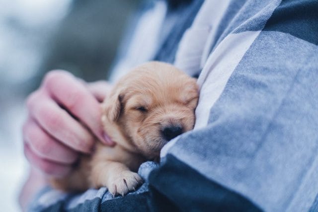 a person holding a small dog