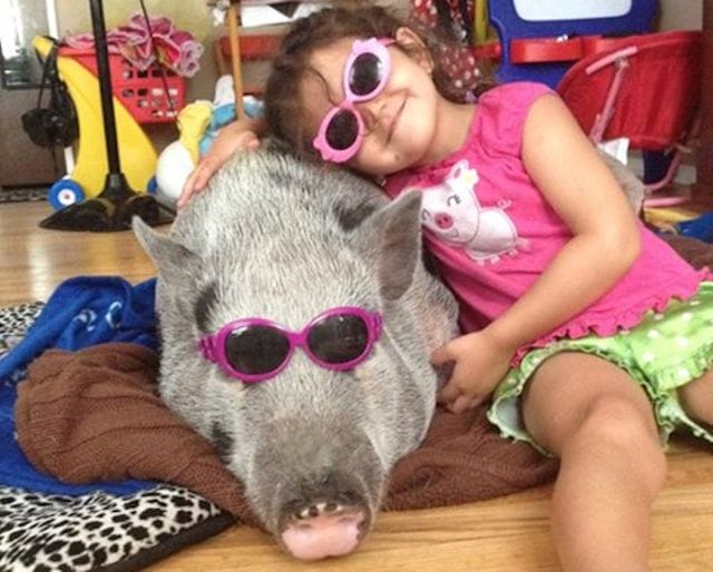 a girl wearing sunglasses and sitting on a blanket with a pig